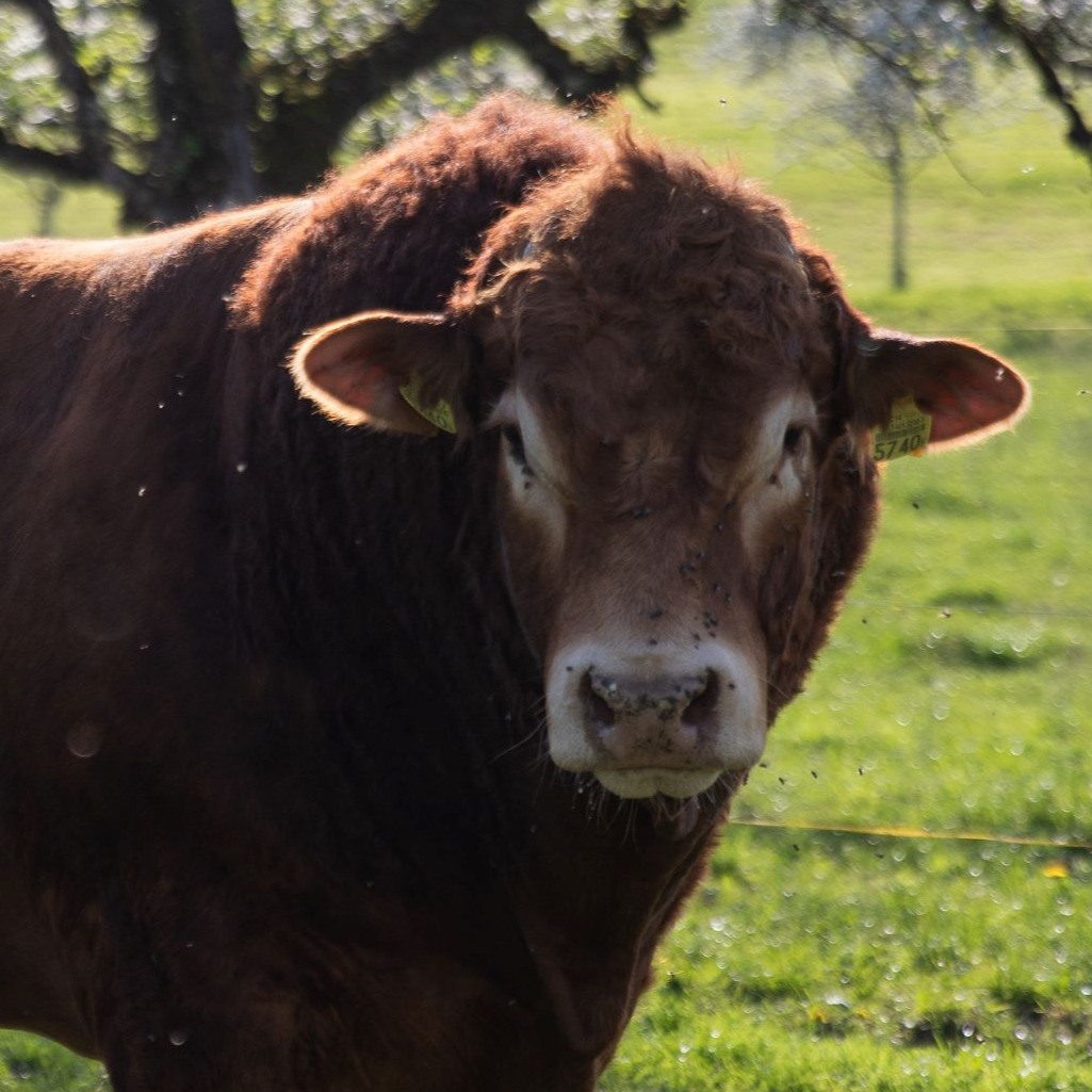 Stier Cäsar