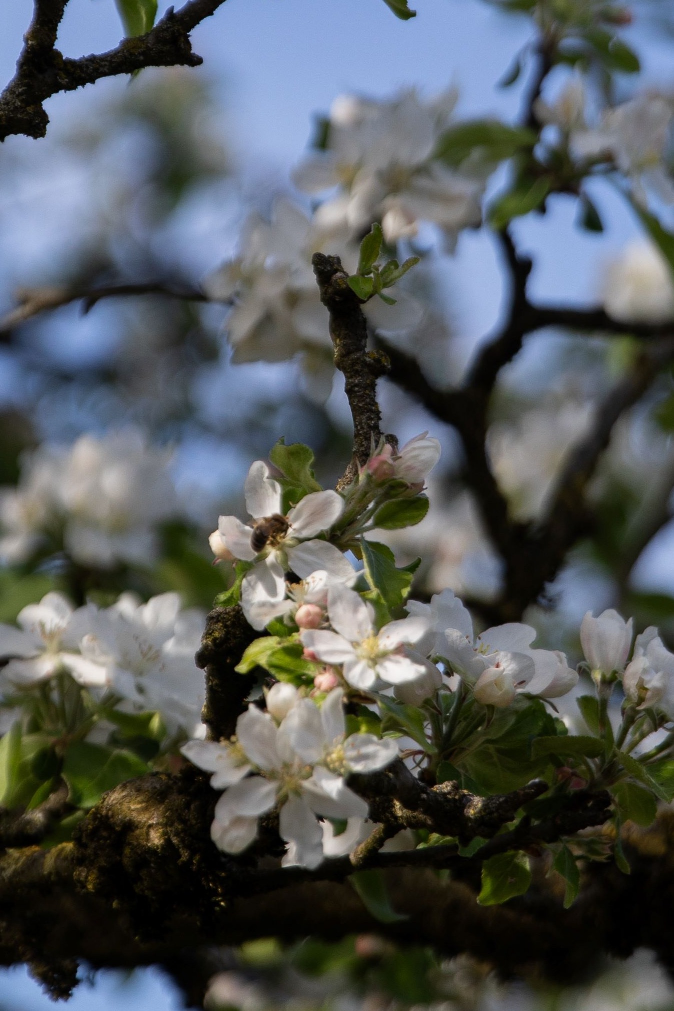 Apfel Obstbaum Hochstamm