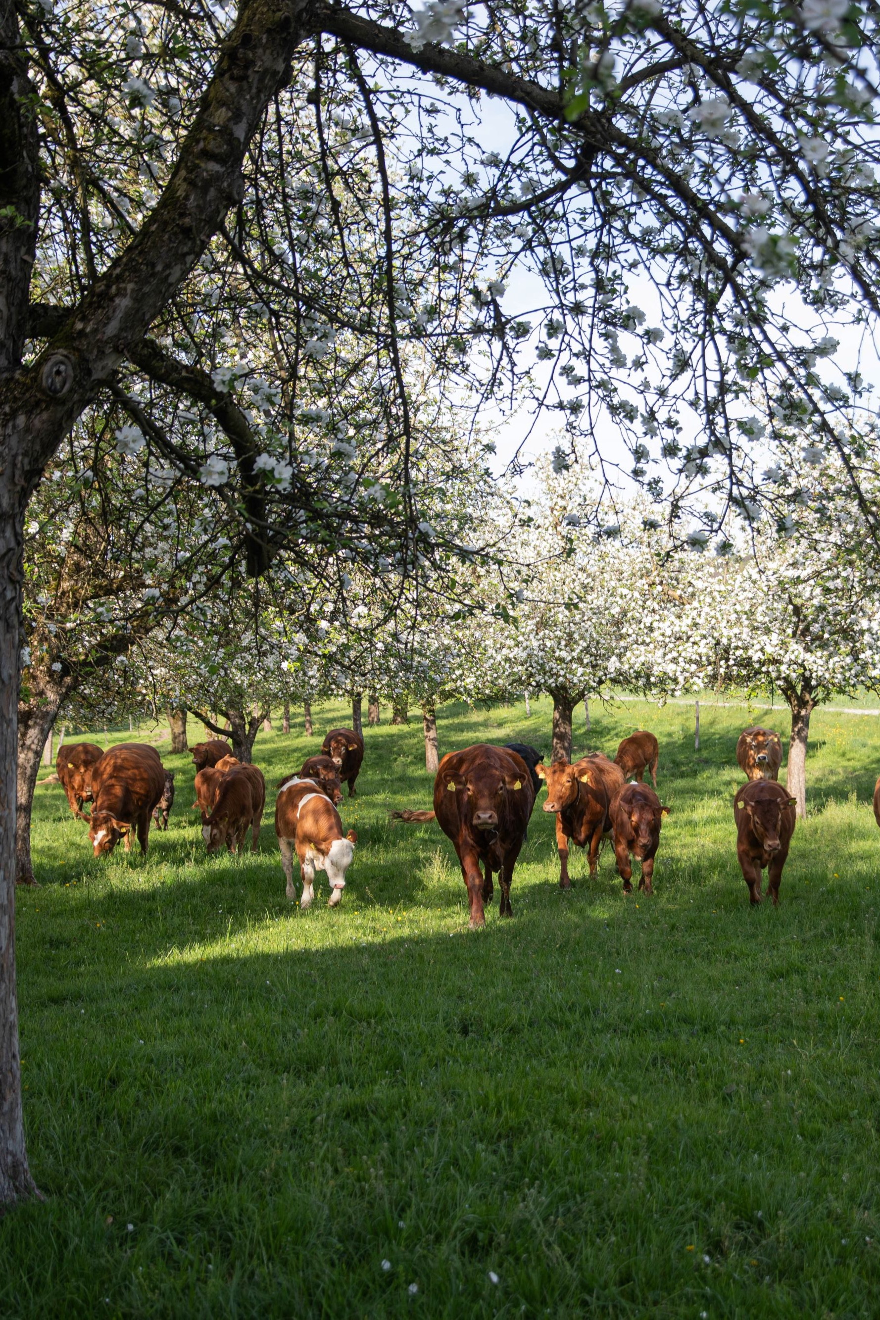 Kuhherde Weide Herbst