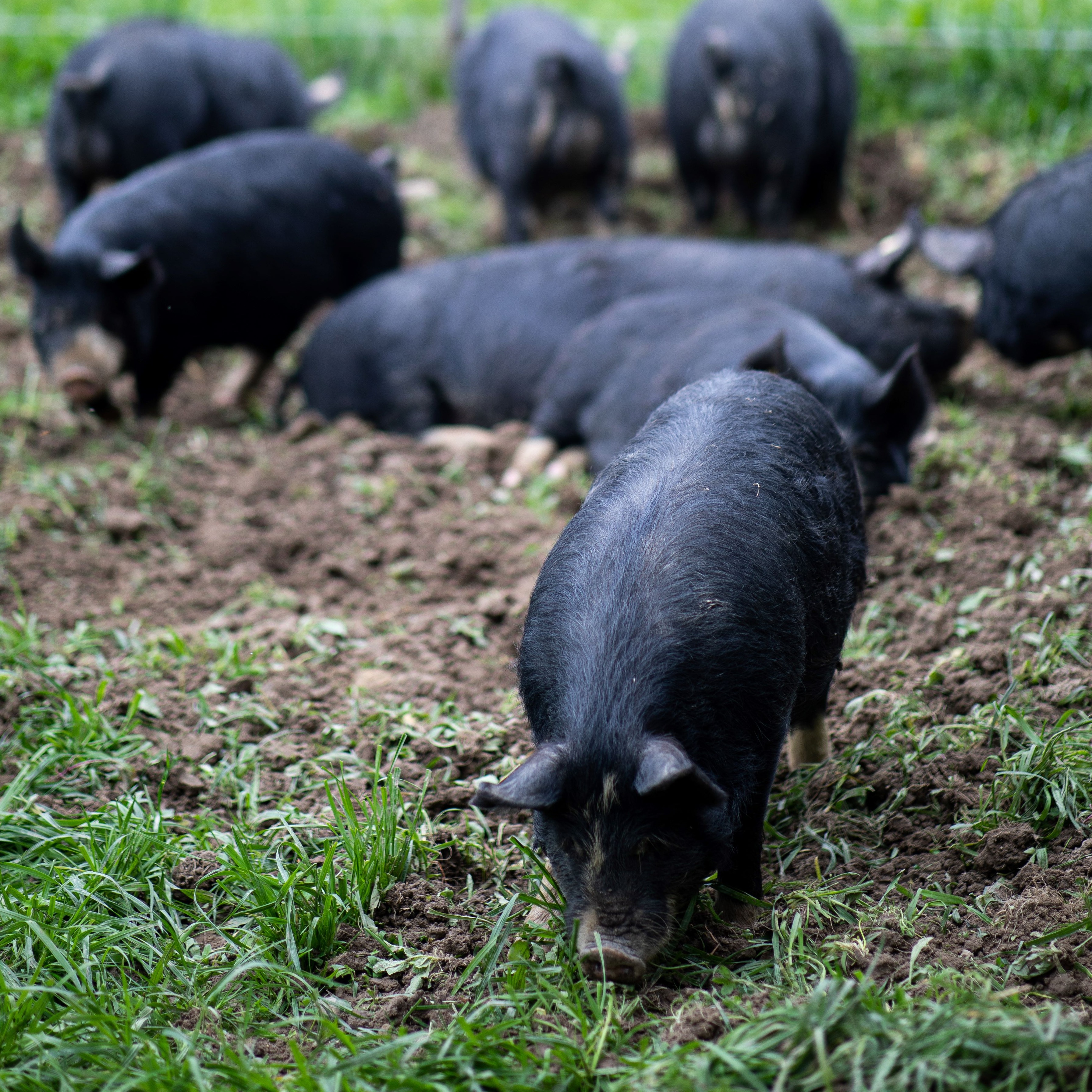 Kuro Schweine Weide