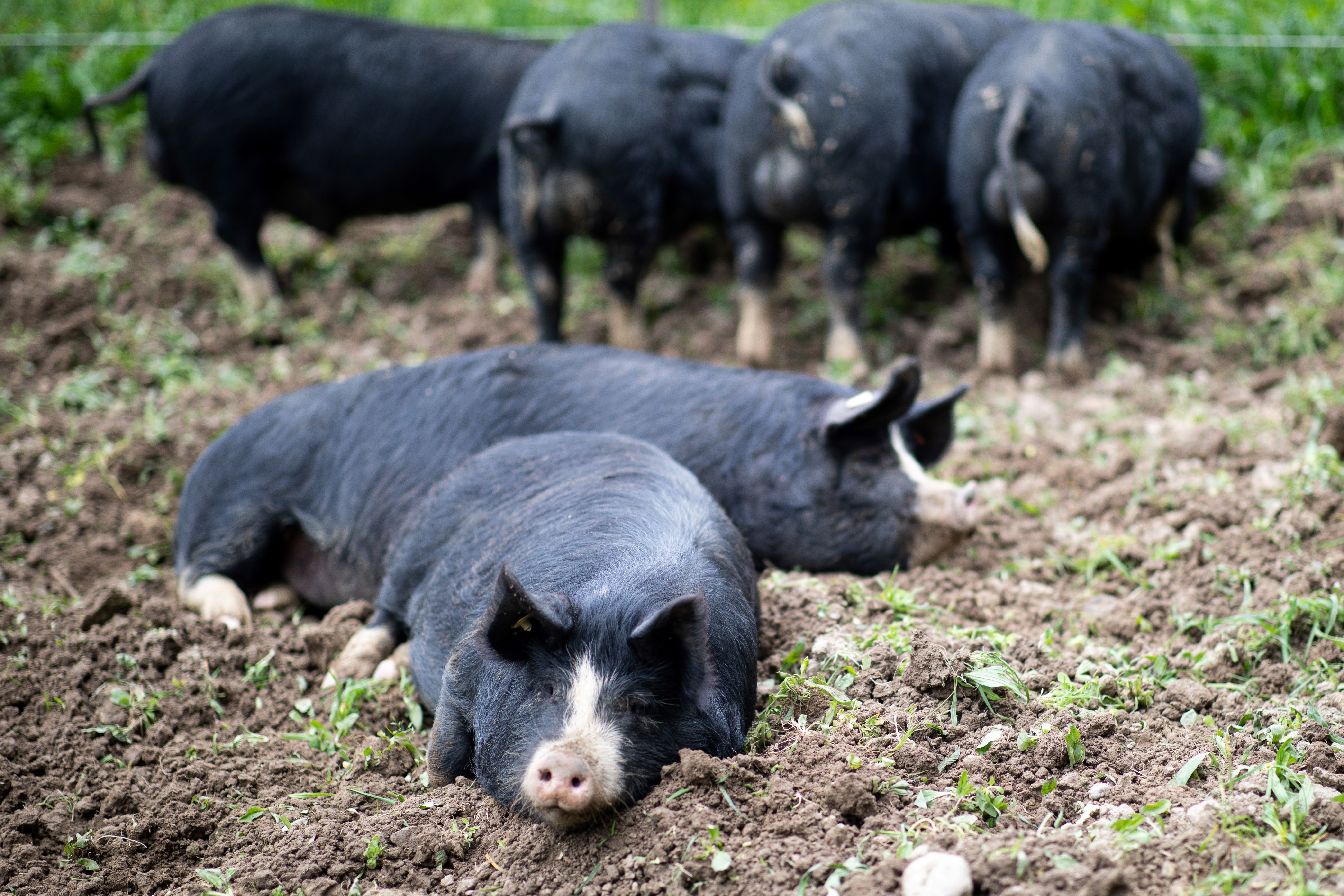 Kuro Schwein schlafen Weide