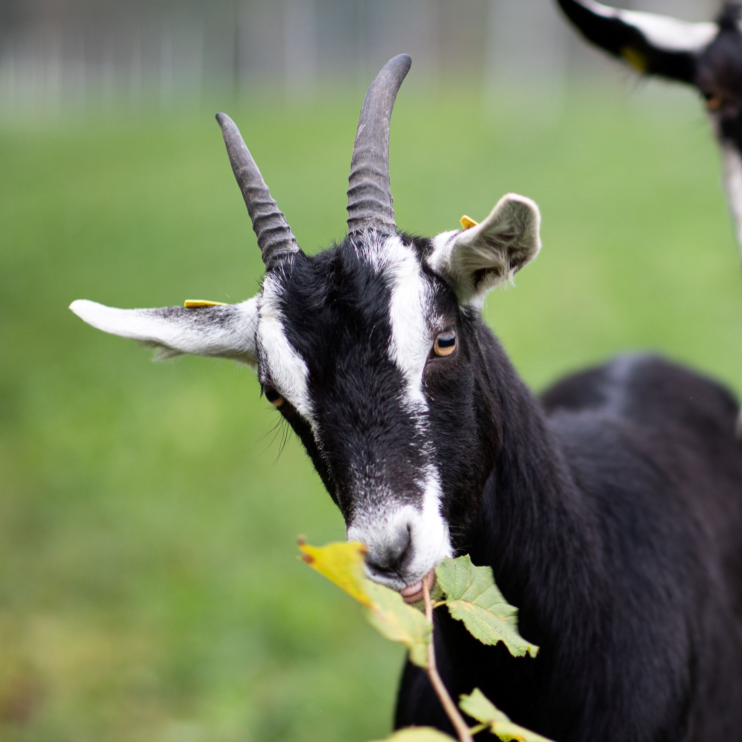 Ziege Fiona