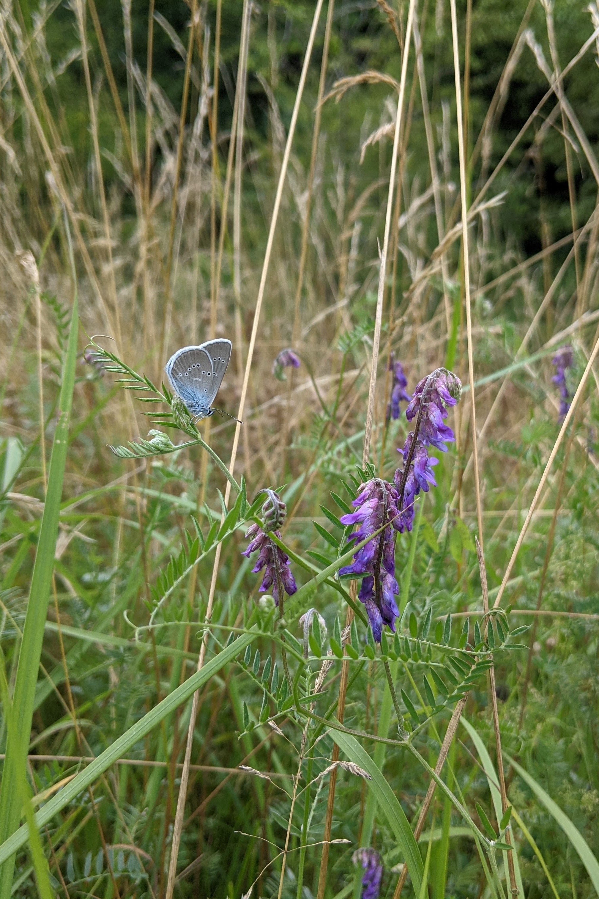 Schmetterling Blumenwiese