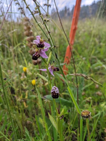 Orchidee Blüte Wiese