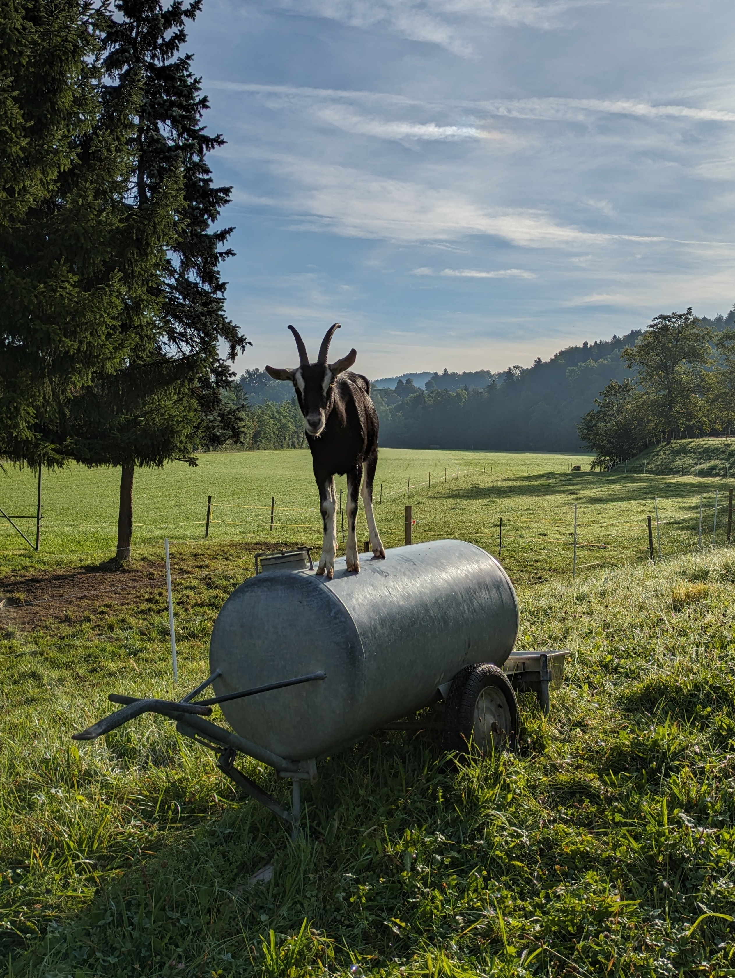 Ziege Aussicht Sonne