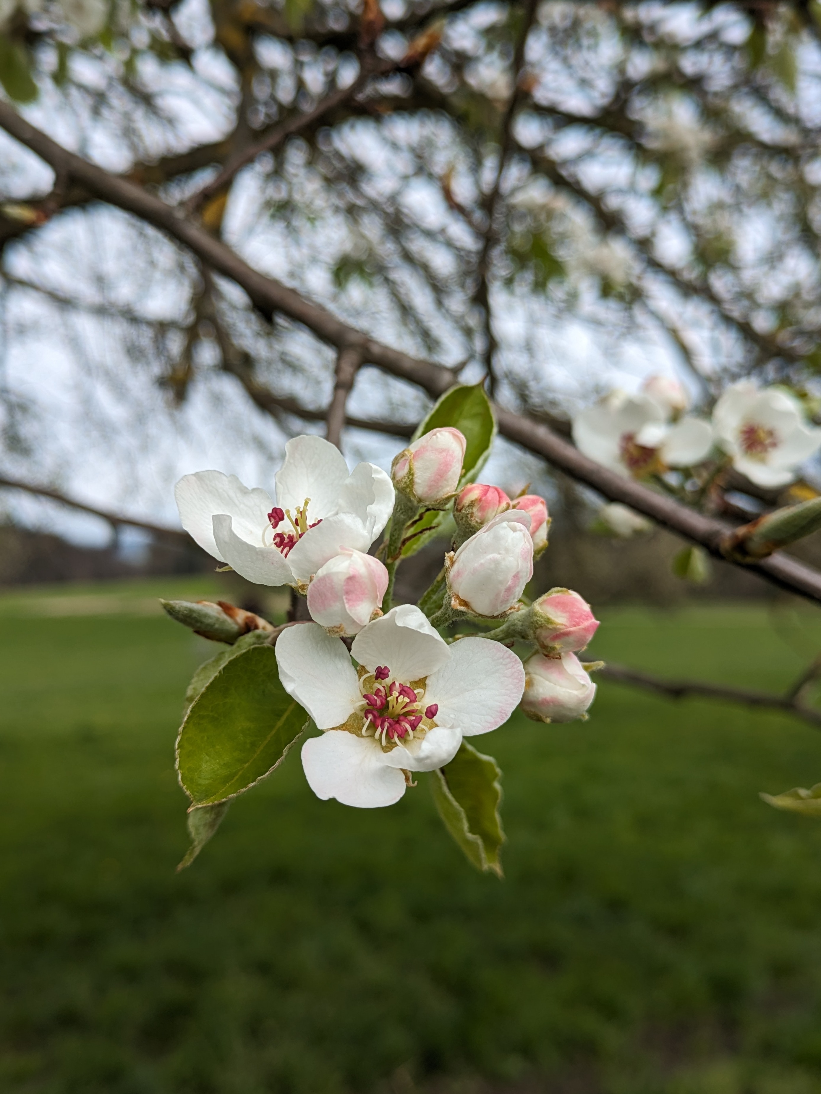 Blüte Obst Birnbaum