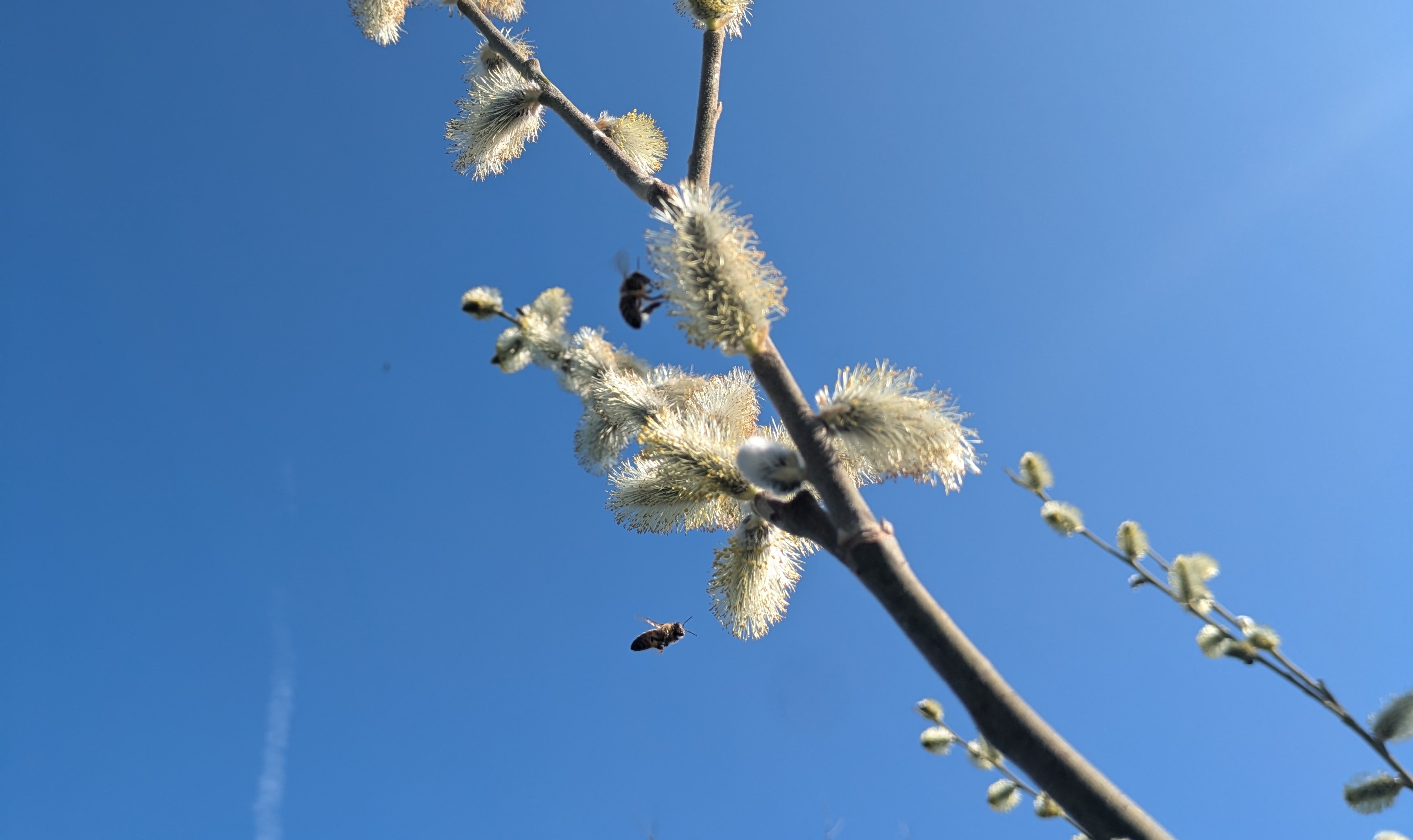 Biene Weide Frühling