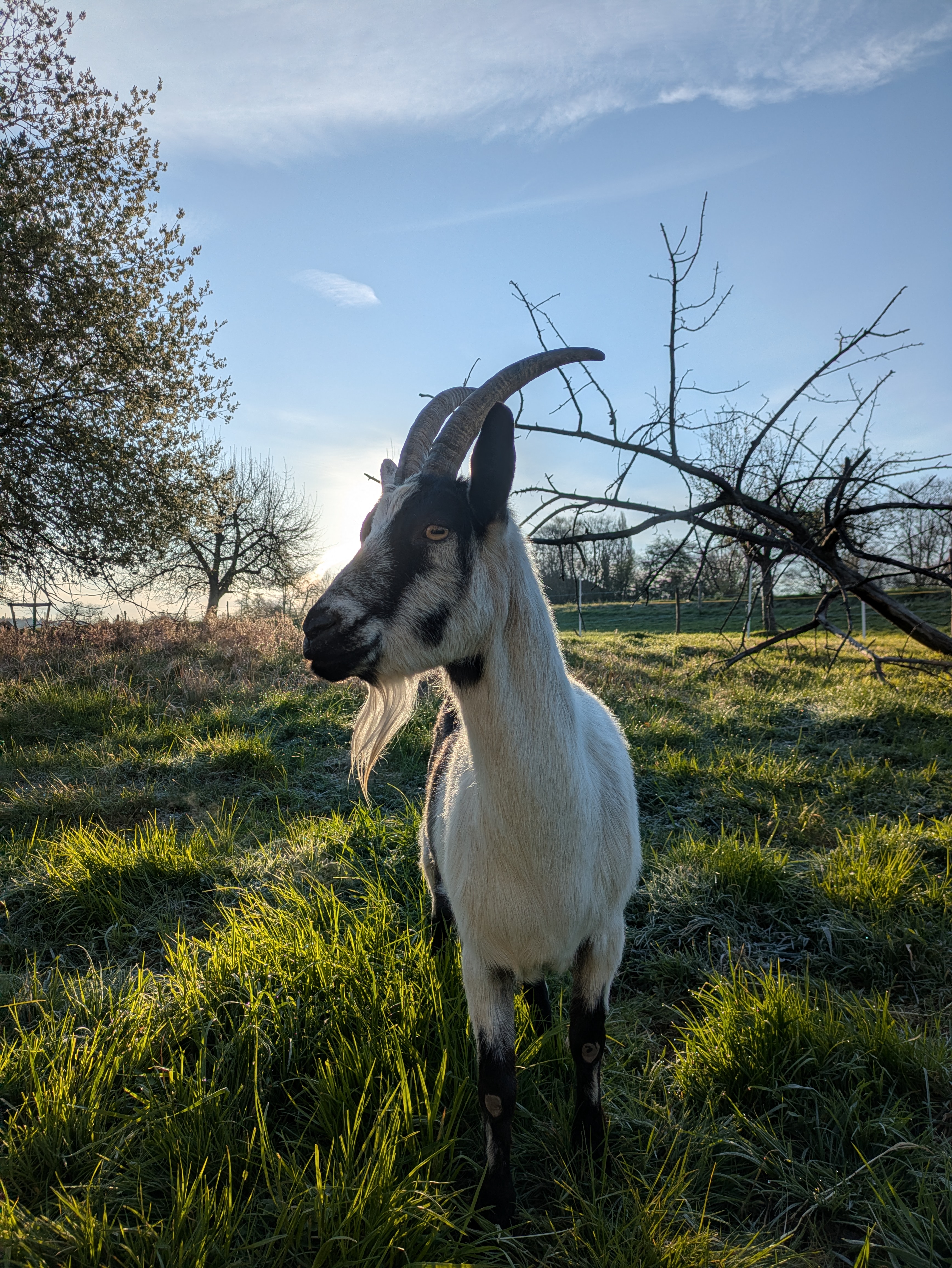Ziege Weide Sonnenaufgang
