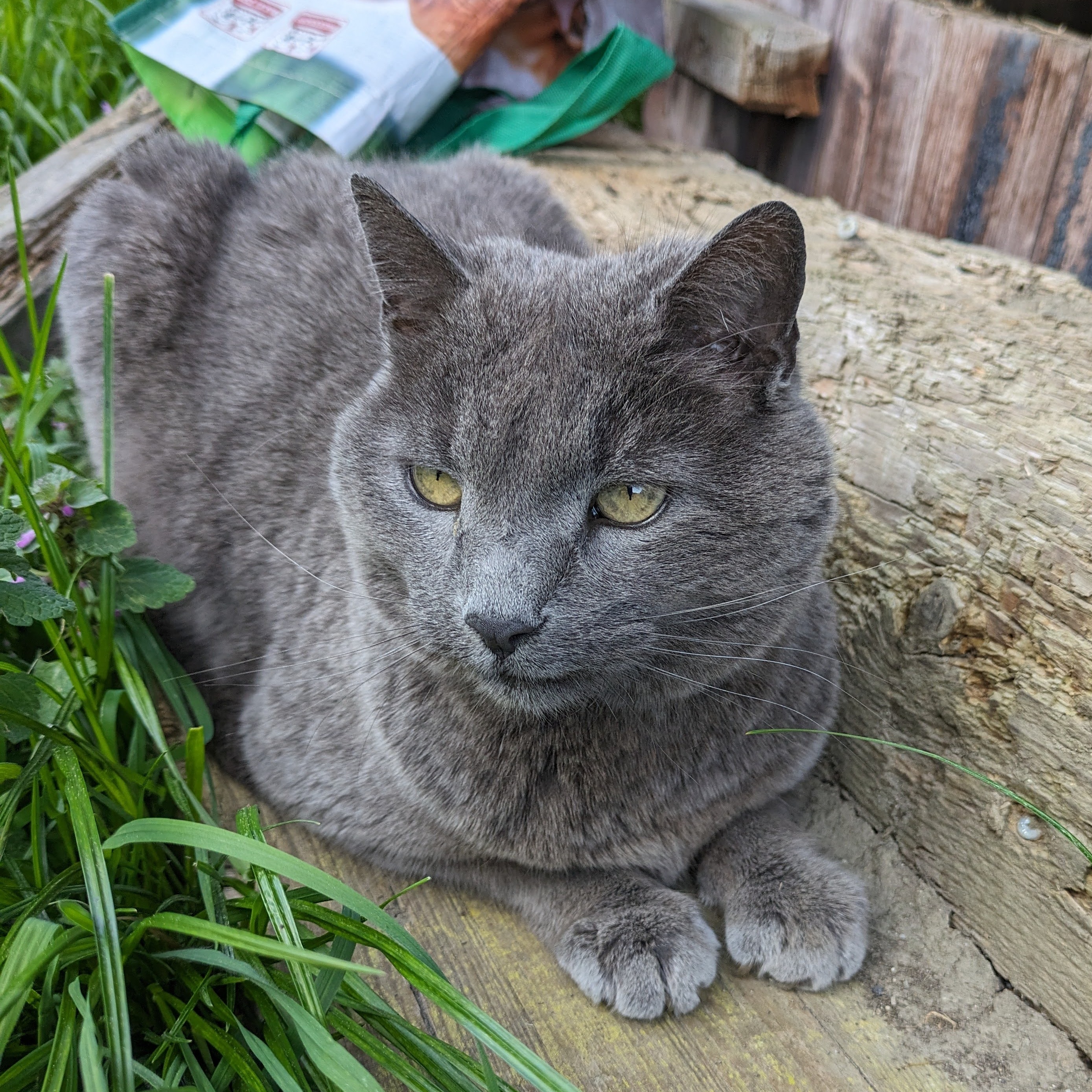 Kater Sidi