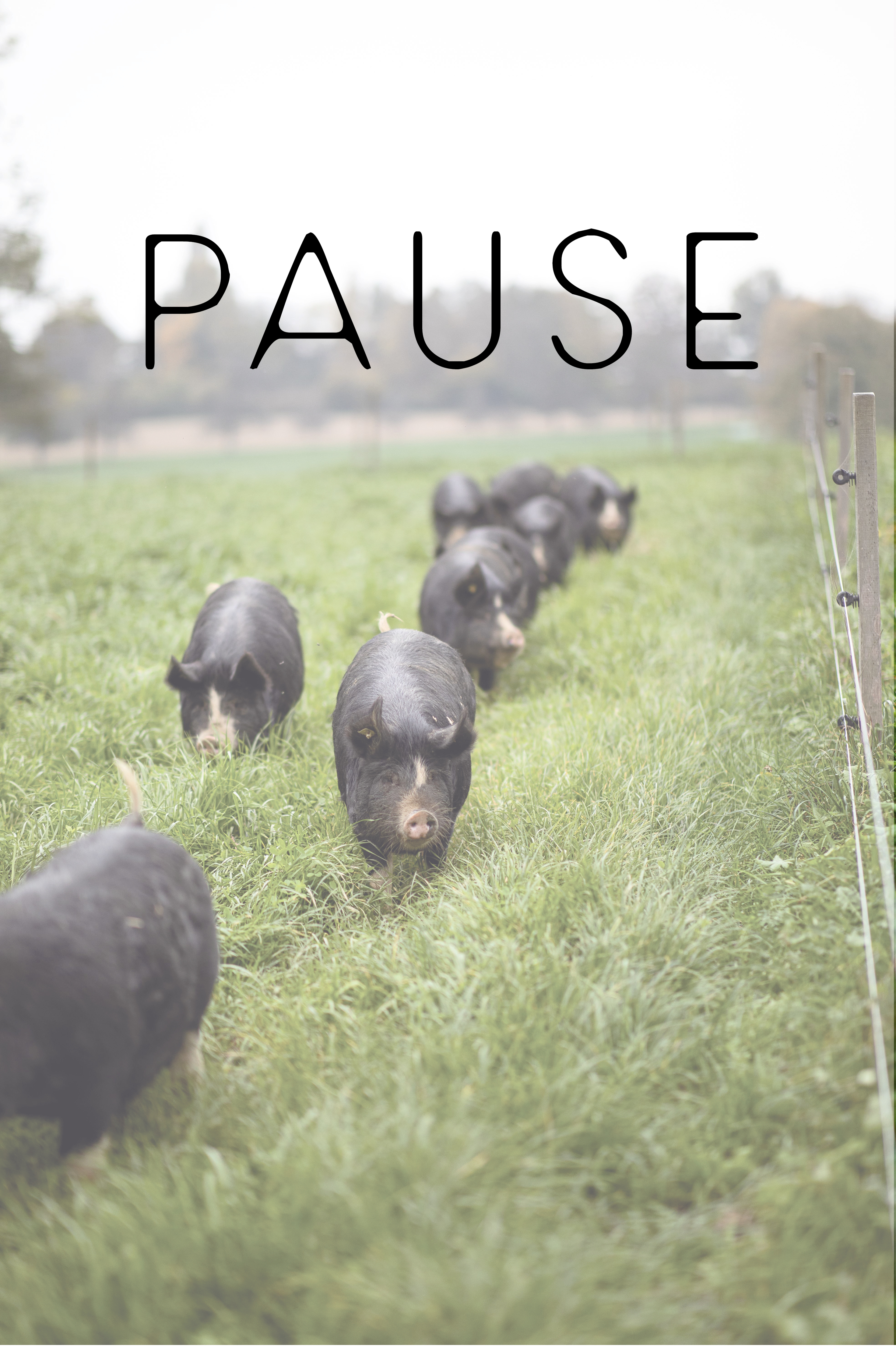 Kuro Schweine Freiland Wiese